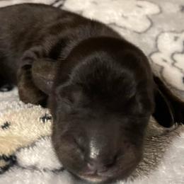 Scout - Brindle male Dachshund puppy in Petersburg, Virginia from Wiggle Waddle Dachshunds