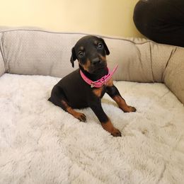 Pink girl - Black and rust female Doberman Pinscher puppy in Leslie, Arkansas from Shakarri Irish Setters