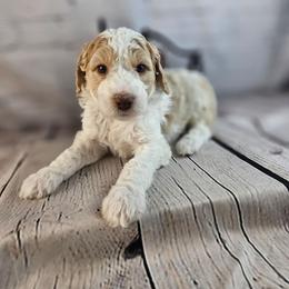 Dexter - Parti male Poodle puppy in Mcbain, Michigan from Northern Creek