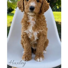 Huxley - Red  male Goldendoodle puppy in State Road, North Carolina from Must Love Doodles