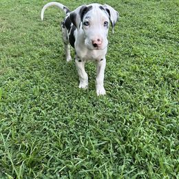 Kiss - Harlequin female Great Dane puppy in Rome, Georgia from Kaitlin Cunningham