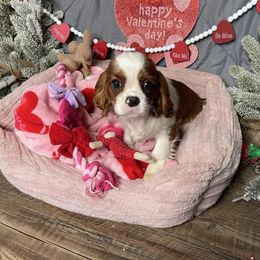 Girl 2 - Cavalier King Charles Spaniel puppy from Sweet Heart Cavaliers