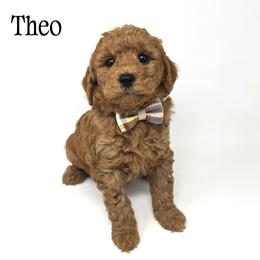 Theo - Red  male Goldendoodle puppy in Crawfordsville, Indiana from Winding Creek Ranch Doodles