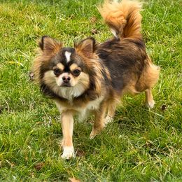 Anakeesta - Chihuahua