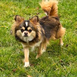 Anakeesta - Chihuahua