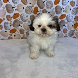Daisy - Brindle and white female Shih Tzu puppy in Mountain Grove, Missouri from Happy Hounds and More🐾