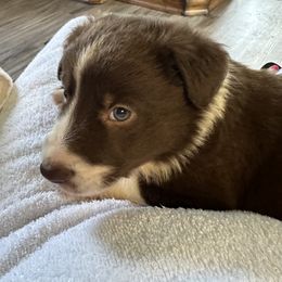 Rusty - White and red male Border Collie puppy in Henagar, Alabama from Ridge Kap Border Collies