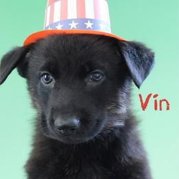 Vin - Black and cream male German Shepherd puppy in De Land, Florida from 3B’s Animal Artistry