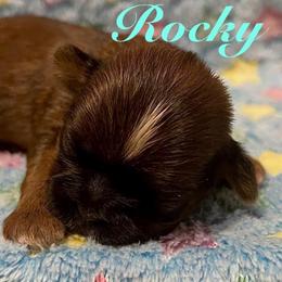 Rocky - Red male Shih Tzu puppy in Hemet, California from Aloha Shih Tzu