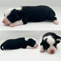 Black tri male - Black tri male Toy Australian Shepherd puppy in Brooker, Florida from Honey, I Shrunk the Aussies