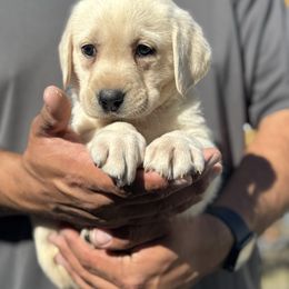 Girl 4 - Yellow female Labrador Retriever puppy in Gerber, California from In The Zone Dog Training and Breeding