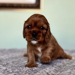 Trick - Ruby female Cavalier King Charles Spaniel puppy in Blanding, Utah from Card’s Cavaliers