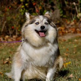 Corra - Pomsky