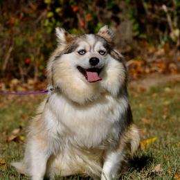 Corra - Pomsky