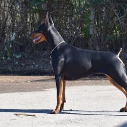 Doberman Pinscher All Grown Up from Thunder Mtn Kennels