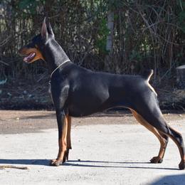Doberman Pinscher All Grown Up from Thunder Mtn Kennels