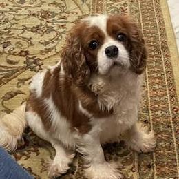 Zsa Zsa - Cavalier King Charles Spaniel