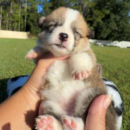 Coco - Red and white female American Corgi puppy in Florida from Sunrise Corgis