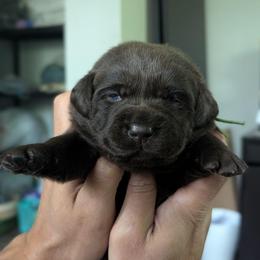 Green collar - Chocolate female Labrador Retriever puppy in Lithonia, Georgia from Marmolejos Labs
