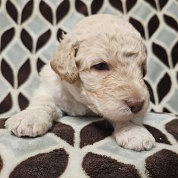 Echo - Cream male Labradoodle puppy in Lansing, North Carolina from Murphy Manor Mountain Doodles