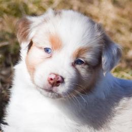 Hans - Red merle male Australian Shepherd puppy in Easton, Missouri from MMA Kennel
