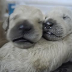 Double Doodle Puppies from Doodles of Sherwood Forest