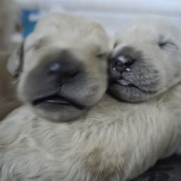 Double Doodle Puppies from Doodles of Sherwood Forest