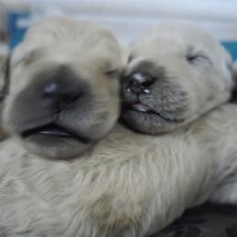 Double Doodle Puppies from Doodles of Sherwood Forest