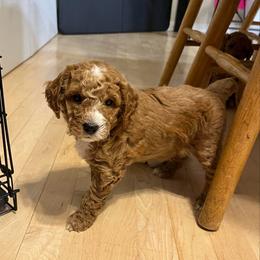 Diego - Apricot male Goldendoodle puppy in Sugar City, Idaho from Idaho Sugar Doodle Pups