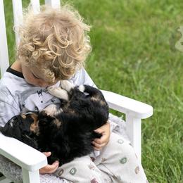 Walter Shirley - Tri-color male Bernedoodle puppy in Eureka, Illinois from Joley Aire Family Dogs