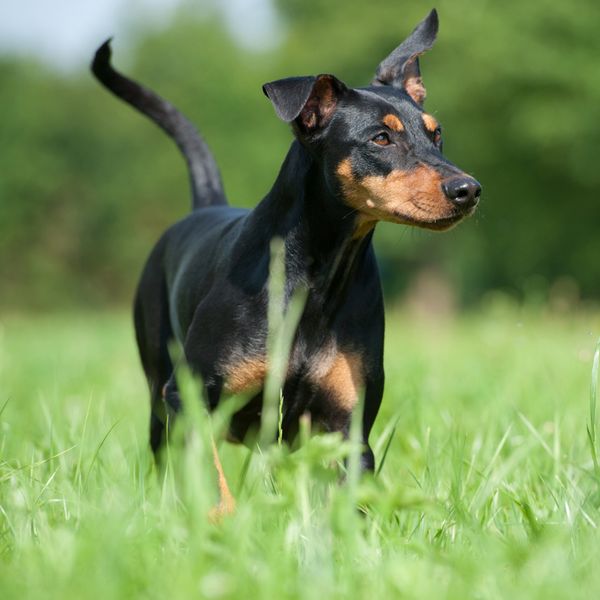 German Pinscher