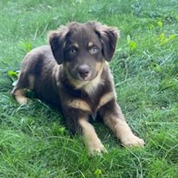 Hawk M 1 - Red tri-color Australian Shepherd puppy in Deer Park, Washington from Weber Mt Aussies