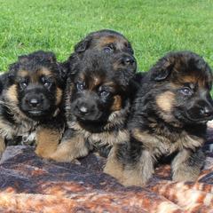 German Shepherd Puppies from vom Haus am Lerchenweg