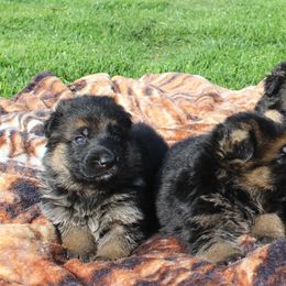 German Shepherd Puppies from vom Haus am Lerchenweg