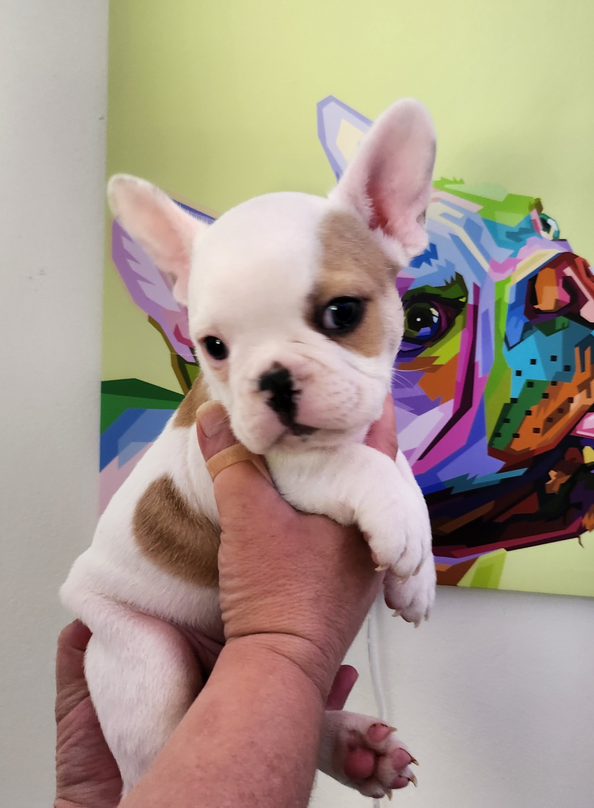 Boy 1 - White and fawn French Bulldog puppy in Wattsburg, Pennsylvania from Triple J Frenchies
