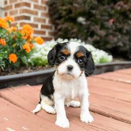 Brielle - Tri-color female Cavalier King Charles Spaniel puppy in West Sacramento, California from Autumn Nightz Cavaliers