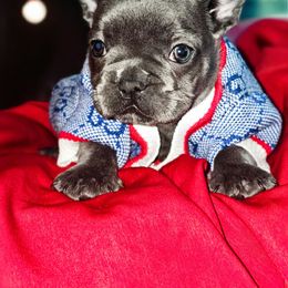 Denim - Blue male French Bulldog puppy in Maplewood, New Jersey from Poos&Bulls Keepsake