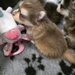 Dachshund and Pomsky Puppies from Colorado Mini Dachshunds & Mini Pomskies