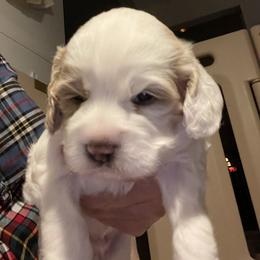 Cockapoo and Cocker Spaniel Puppies from Della Luna Cocker Spaniels Puppies
