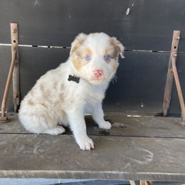 Boy 4 - Australian Shepherd puppy in Blum, Texas from 4P Poteet Farms