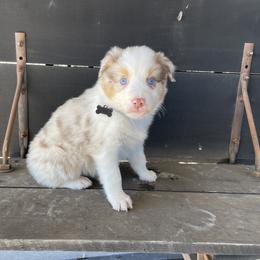 Boy 4 - Australian Shepherd puppy in Blum, Texas from 4P Poteet Farms