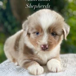 Boy 2 - Red merle male Australian Shepherd puppy in Mount Sterling, Kentucky from Saddle Creek Australian Shepherds