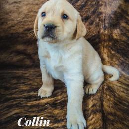 Collin - Yellow male Labrador Retriever puppy in Wyalusing, Pennsylvania from Cooley’s Labradors Retrievers