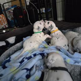 Avatar Aang - White and black male Dalmatian puppy in Killeen, Texas from America's Dalmatian Friends