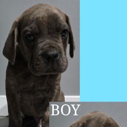Cane Corso Puppies from Angel Ballard