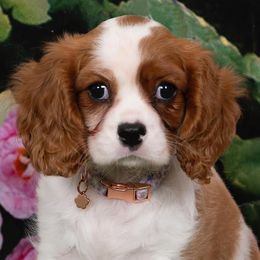 Cavalier King Charles Spaniels from Ikis & Grace King Charles Cavelier Spaniels