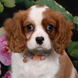 Cavalier King Charles Spaniels from Ikis & Grace King Charles Cavelier Spaniels