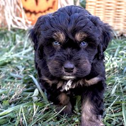 Orange Boy with Blue Eyes - Black phantom male Aussiedoodle puppy in Burkesville, Kentucky from Bline’s Awesome Aussies & Doxies at the Bline Family Farm