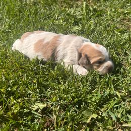 Girl 3 - Gold and white female Shihpoo puppy in Junction, Utah from Sugar Doodles