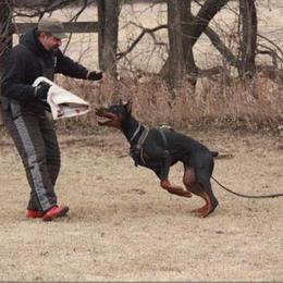 Doberman Pinscher Puppies from Imperium Dobermann Kennel